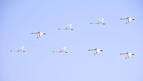 太多玩家下载《光环：无限》 导致Steam下载缓慢